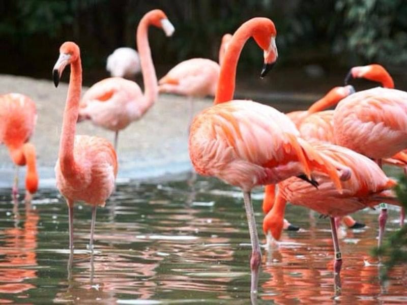 Αναπαραγωγή φλαμίνγκο για πρώτη φορά στην Ελλάδα στην Χαλκιδική