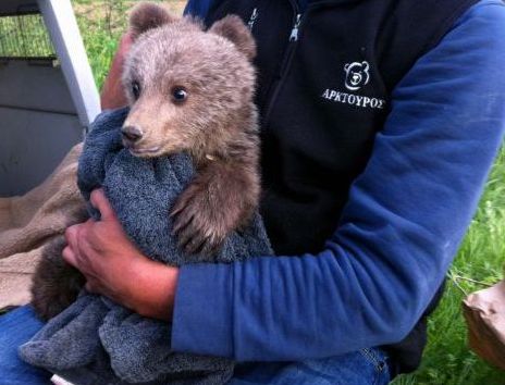 Μικρό αρκουδάκι στην Καστοριά ελευθερώθηκε από συρματόπλεγμα