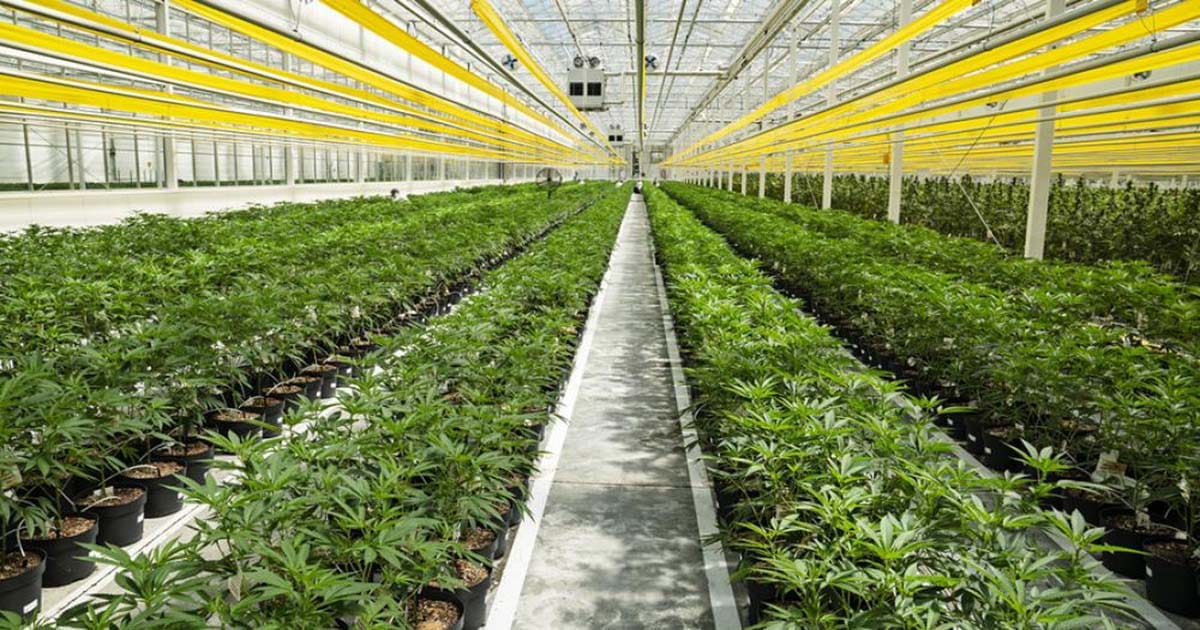 Μεγάλο ενδιαφέρον επενδυτών για καλλιέργεια φαρμακευτικής κάνναβης στη Ρόδο