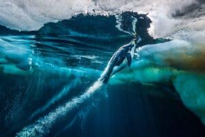 Paul Nicklen