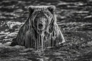 Paul Nicklen
