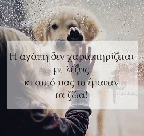 σκύλοι ζώα κατοικίδια