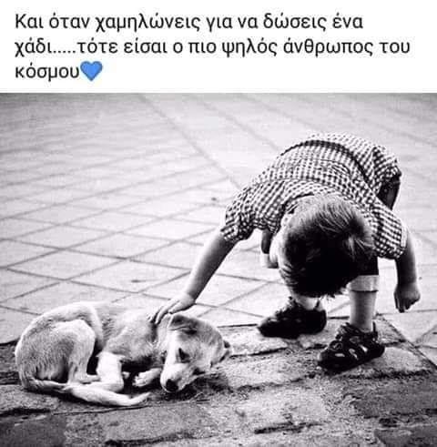 σκύλοι ζώα κατοικίδια