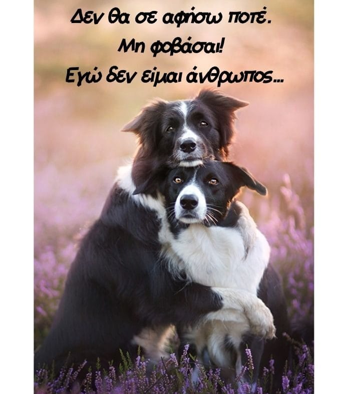 σκύλοι ζώα κατοικίδια