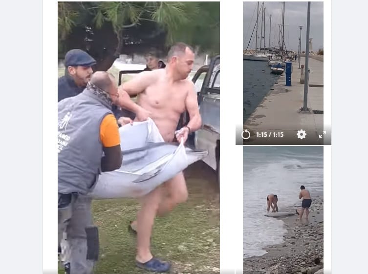 Έσωσαν δελφίνι σε παραλία του δήμου Παγγαίου (video)