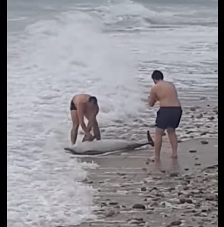 Έσωσαν δελφίνι σε παραλία του δήμου Παγγαίου (video)