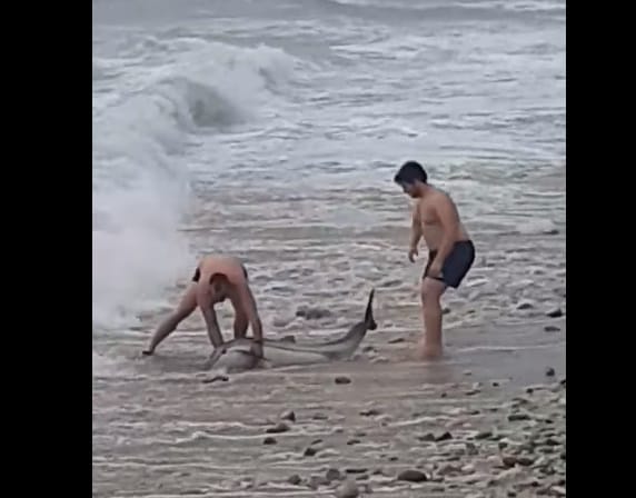 δελφίνι