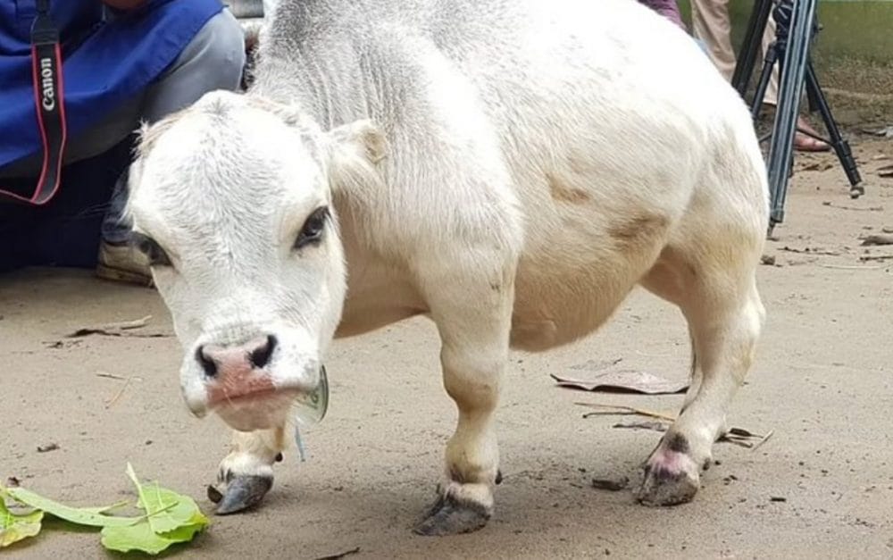αγελάδα μινιατούρα