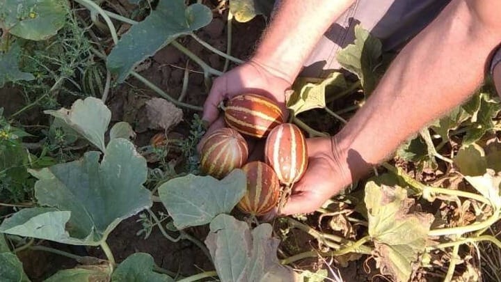 πεπόνια τσέπης Κιλκίς