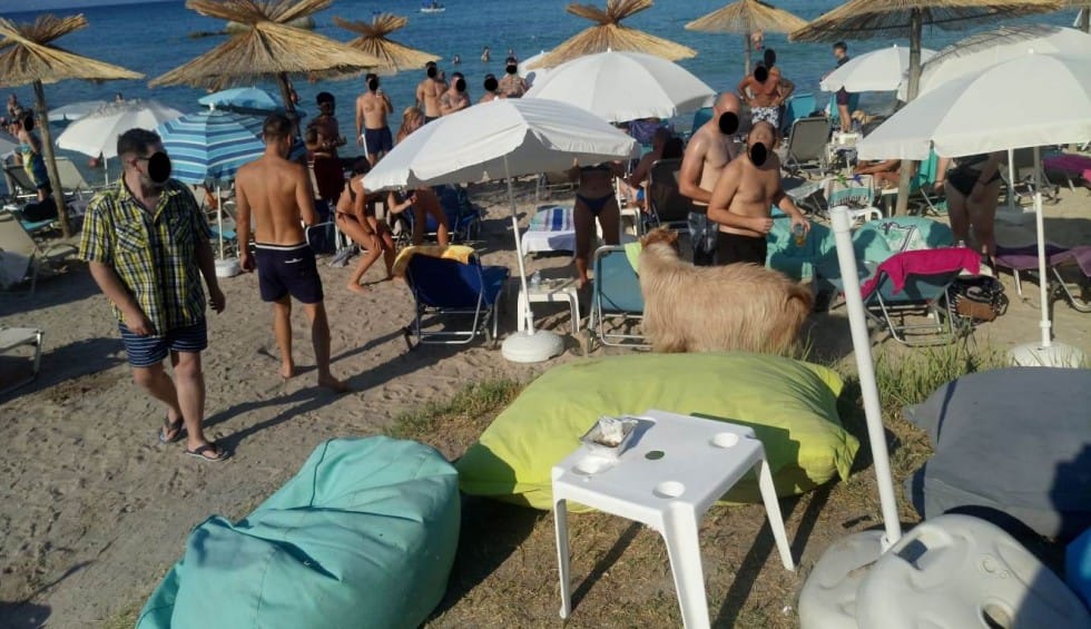 χαλκιδική τράγος