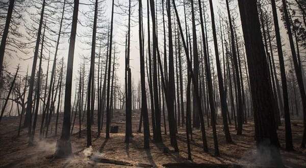 wwf δάση εκστρατεία