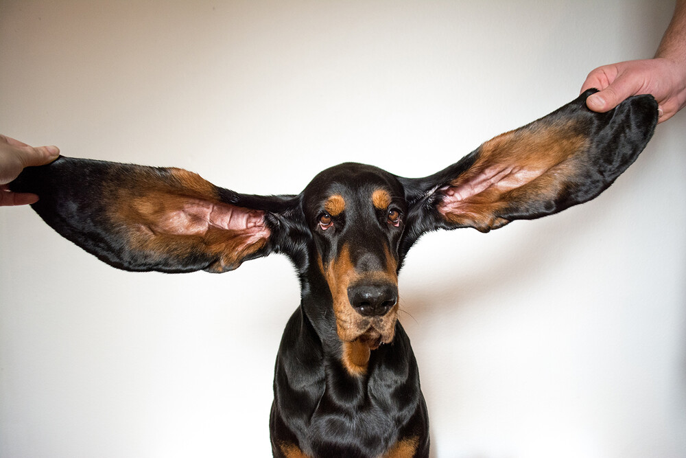 lou σκύλος αυτιά ρεκόρ