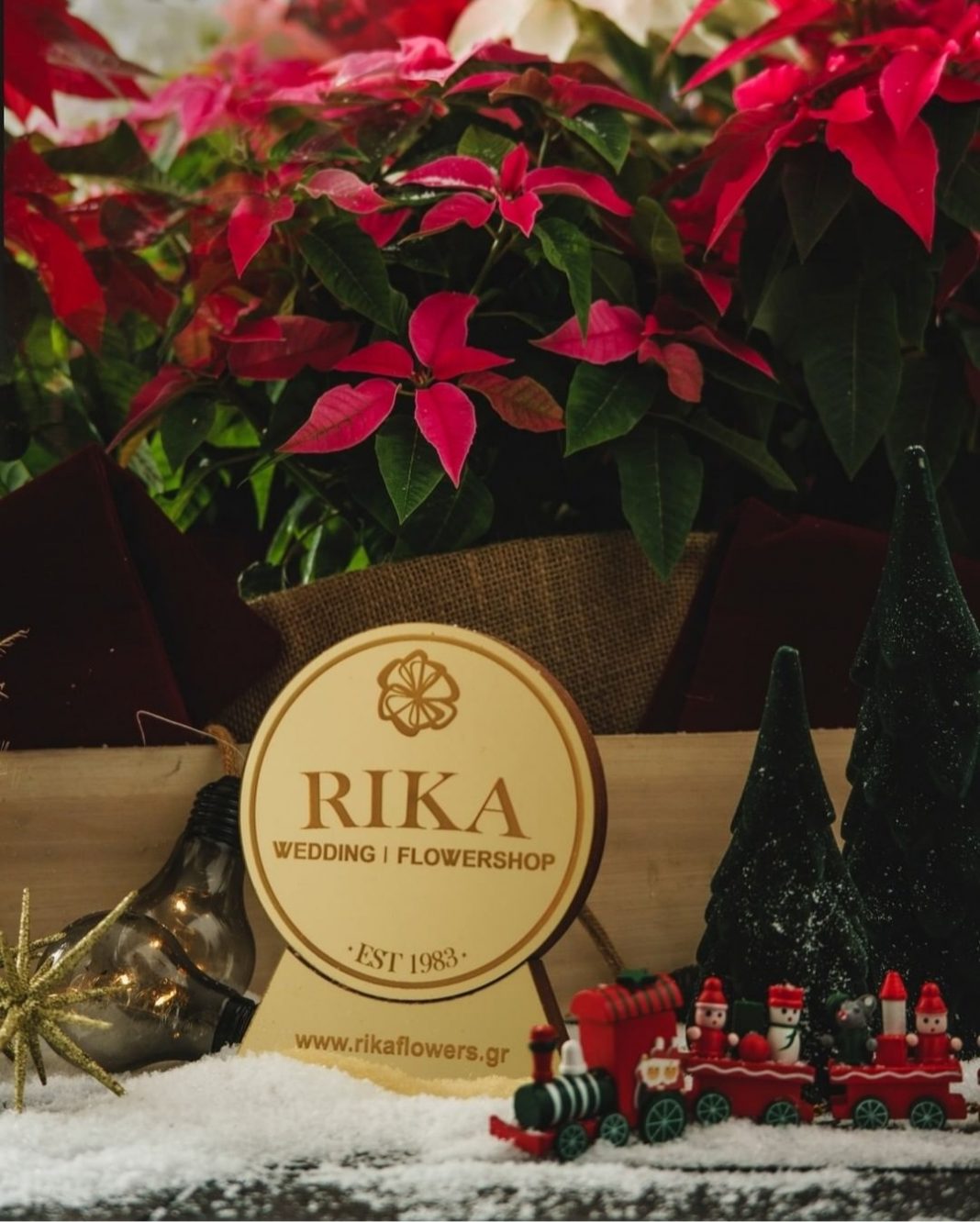 αλεξανδρινό λουλούδι Rika Flowers