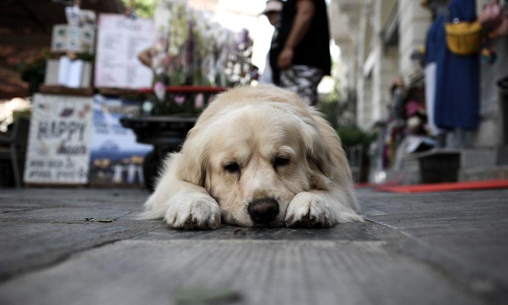 Μαρούσι αδέσποτα ζώα υιοθεσία
