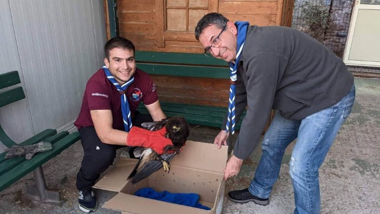 πρόσκοποι αρπακτικό πτηνό