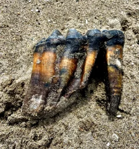 Έκανε βόλτα σε παραλία και βρήκε πελώριο δόντι εξαφανισμένου είδους