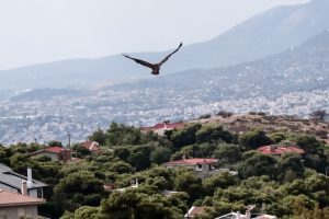 γερακίνων