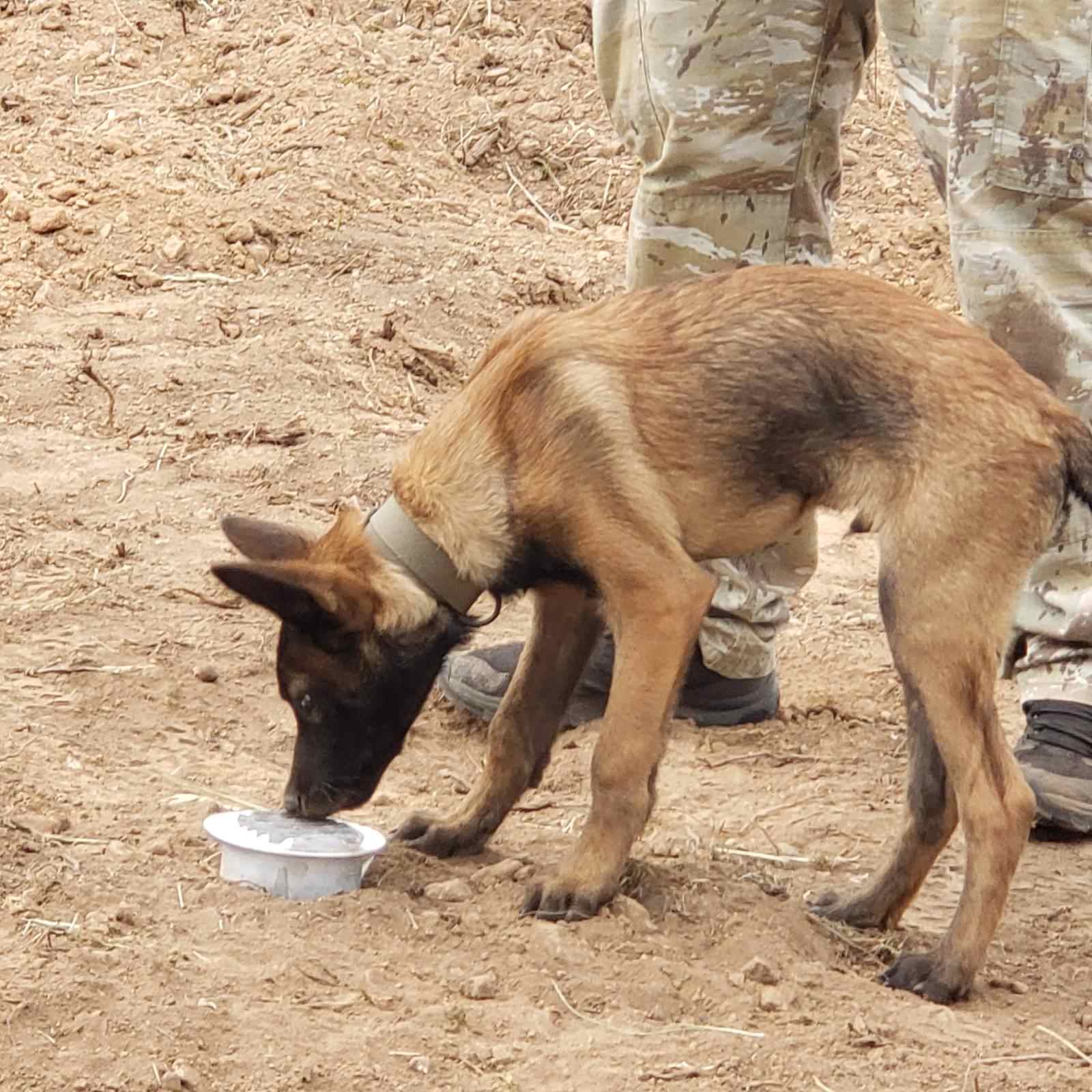 Cadaver dog Echo