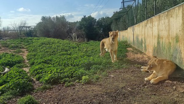Αττικό Πάρκο: Μια βόλτα στο μεγαλύτερο ζωολογικό πάρκο της χώρας.