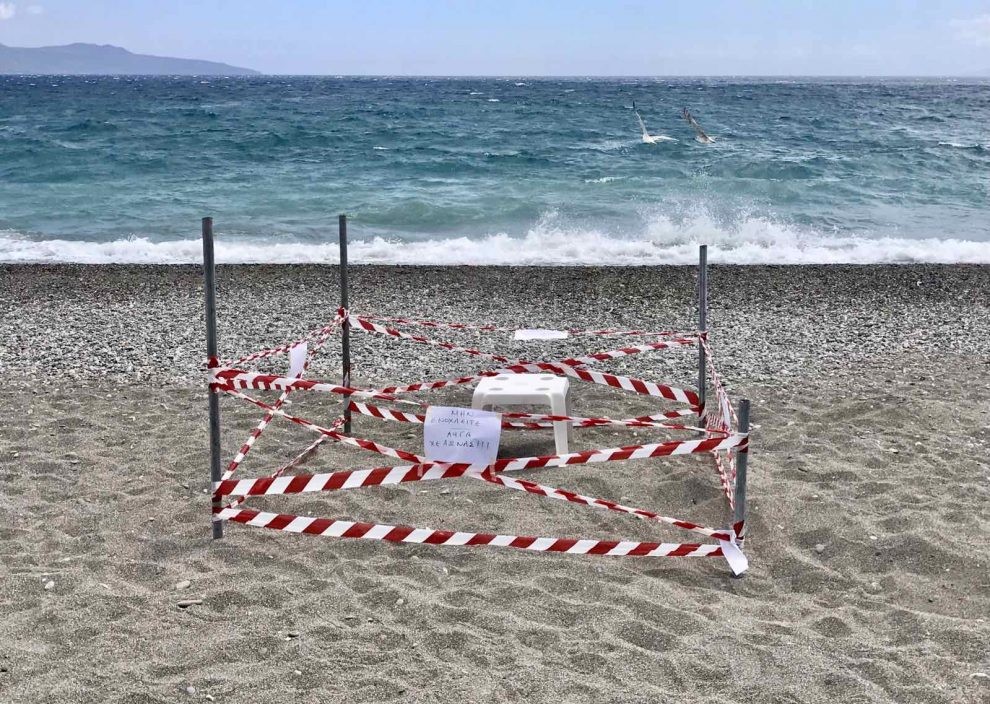 καρέτα καρέτα φωλιά