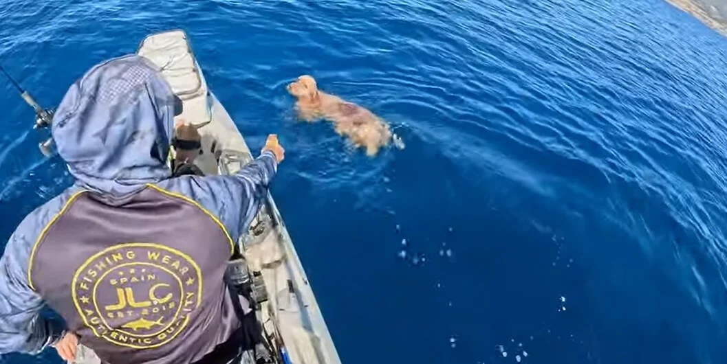 TikToker σκύλος διάσωση Πάρος