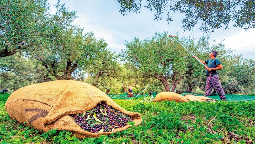 «Νέα Πελοπόννησος»